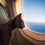 Moving with Pets: A Step-by-Step Guide to Bringing Your Furry Friend to Canada